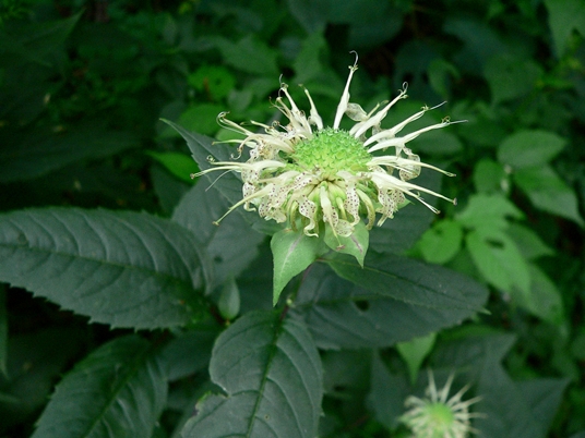 {Monarda clinopodia}
